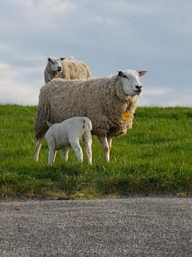 "Het Steechje" In Ie Bij Schiermonnikoog En Ameland Apartment Ee Luaran gambar